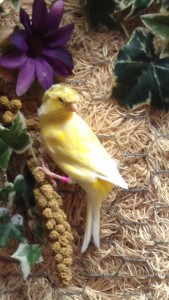 singing canary