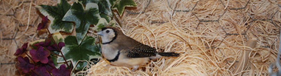 Owl Finches