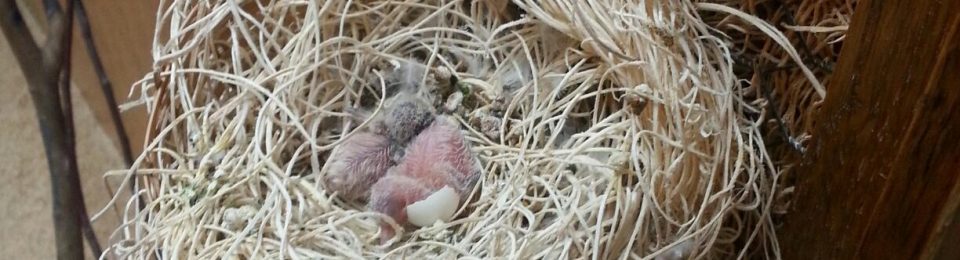 Baby Birds, and the Technician!