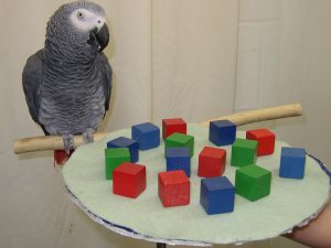 alex-the-african-grey-parrot1