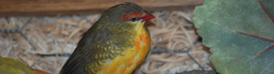 Gold Breast Finch