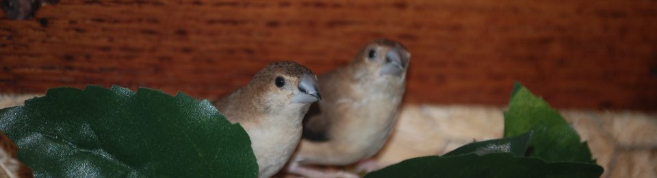 Silverbill Finch