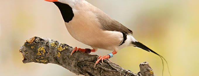 Shaft-tail Finch