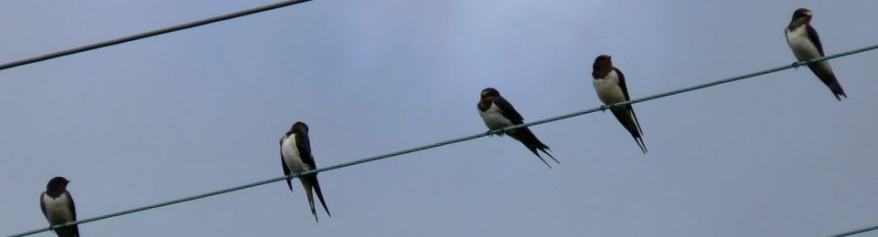 Oh No-The Power Is Out; What To Do With Your Aviary.